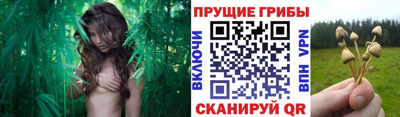 Купить  Староминская  Галлюциногенные грибы ЛСД 